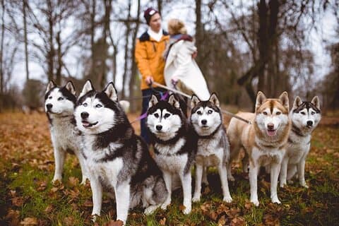 Visita a Husky Park con Cani-Cross Hike