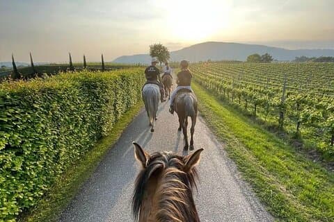Visita Privata tra i Vigneti a Verona con Degusta Vini