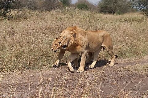 3 Days Masai Mara Experience