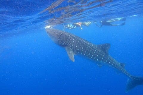 Whale Shark Group Adventure from Isla Holbox