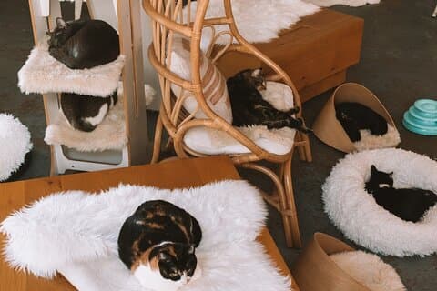 Besøg de reddede katte af katte terapi