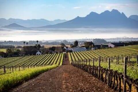 Restauranter i nærheden af Sip & Safari - A Wildlife & Wine Odyssey