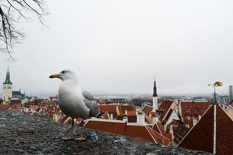 Tallinn Old Town tour combined with Jägala Waterfall visit
