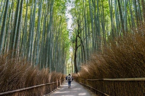 Hidden Temples in Kyoto a Self-Guided Zen Tour