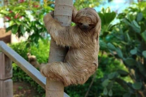 Roatan Wild-Life, Eco-Park Experience