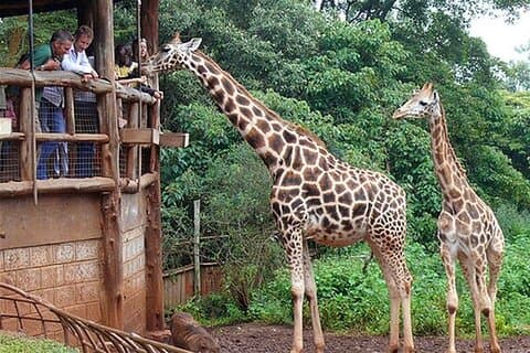 Privado 10 Dias Melhores do Kenya Wildlife Safari Holiday