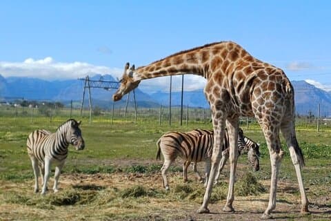 Kaapstad Wildlife en Wine Tour : Giraffe en Cheetah Outreach