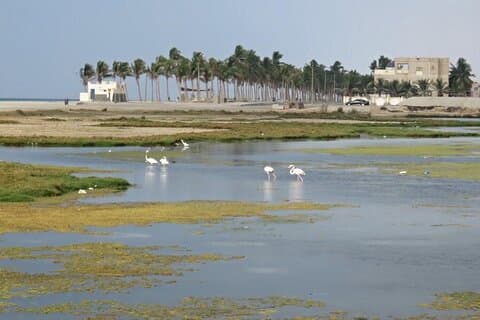 Full dag Salalah City Tour og East Salalah