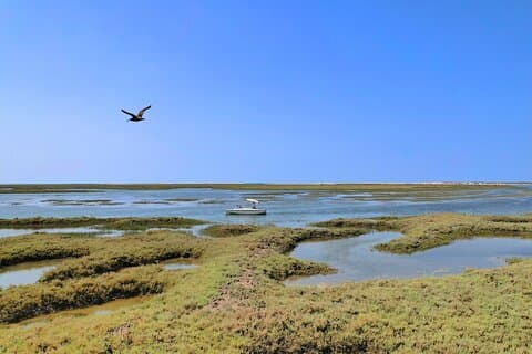 Birdwatching in Ria Formosa - Eco Boat Tour from Faro
