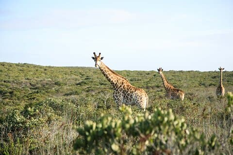 Safari Game Drive - Yzerfontein