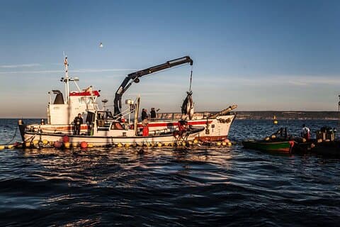 Barbate Almadraba Bluefin Tour