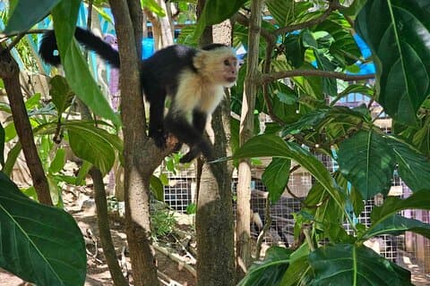 Roatan Monkey, Sloth Eco-Park and Reef Snorkel Combo