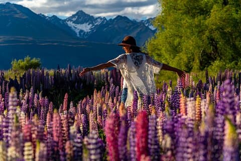 Lupin Flowers Tour Lake Tekapo