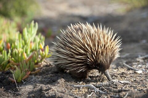 CRUISE SHIP Wildlife Tour