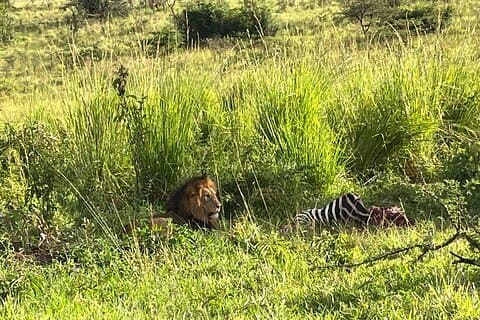 2 dagars Akagera Game Drive med övernattning till Safari Resort
