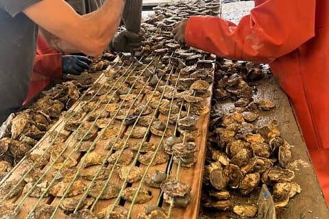 Oyster Farm, Ston and Winery Tour