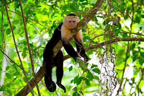 Roatan Exkursion, Affe und Faultier mit Schokolade und Rumprobe
