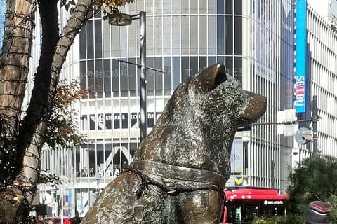 Hachikō, Hachi, Sagan om en trogen hund, Mystery Tour