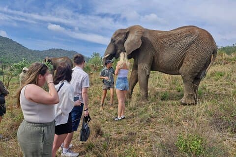 Elephant Interaction and Pilanesberg Safari