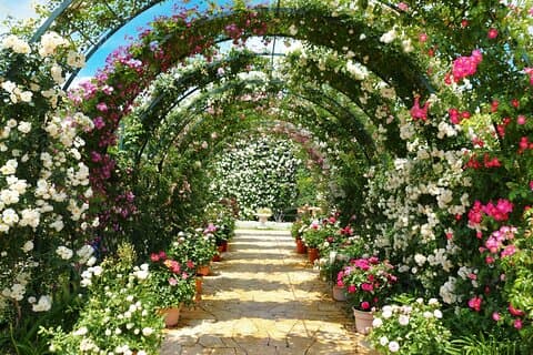 Day Trip Ashikaga Flower Park by Private Car from Tokyo