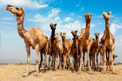 Excursion d'une journée à Pushkar au départ de Jaipur