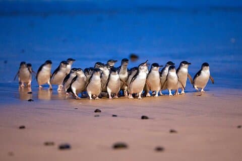 メルボルン・フィリップ島プライベートツアー（ペンギン付き）