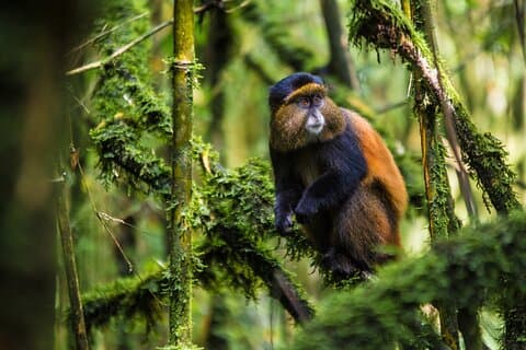 Safari de 3 Días en los Volcanes Gorila y Mono Dorado