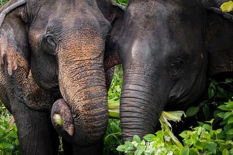 En ettermiddag med elefantene ved Phuket Elephant Sanctuary