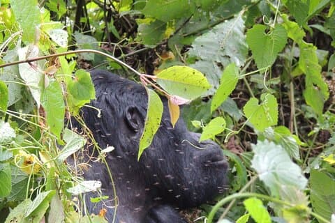 3-Daagse Gorilla Trekking in Bwindi in Oeganda vanuit Kigali