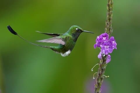 Mindo Cloud Forest dagstur fra Quito