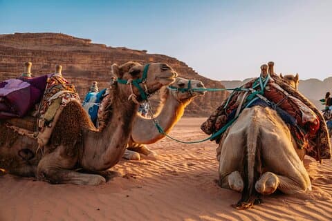 Safari privato nel deserto all'alba