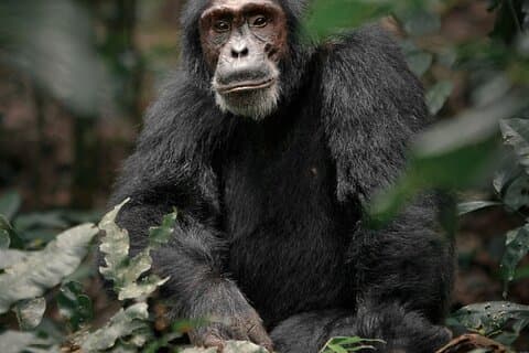 5 dias de gorilas, chimpanzés e macacos dourados