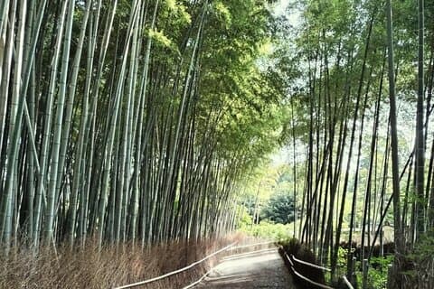 Hoteller i nærheden af Kyoto Sagano Bamboo Grove & Arashiyama Walking Tour