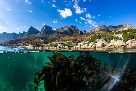 Stora afrikanska havsskogen Snorkel