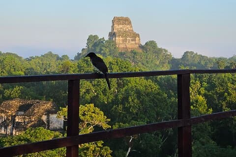 Guided Tour of Tikal from Flores with Lunch