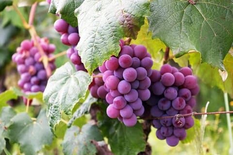 Grand Tasting: 11-Course Lunch, Wine Pairing, Cooking Mastery
