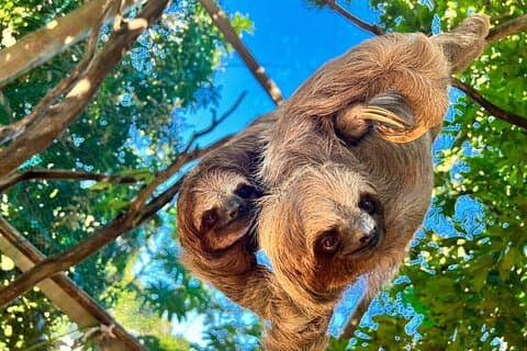 Kustexcursie: snorkelavontuur in Monkey & Sloths Sanctuary