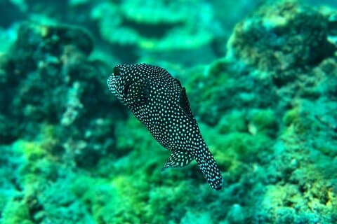 Snorkling på Caño Island