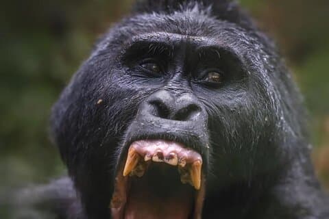 4-Day Uganda Gorillas, Wildlife, e Kalinzu Chimp Trekking