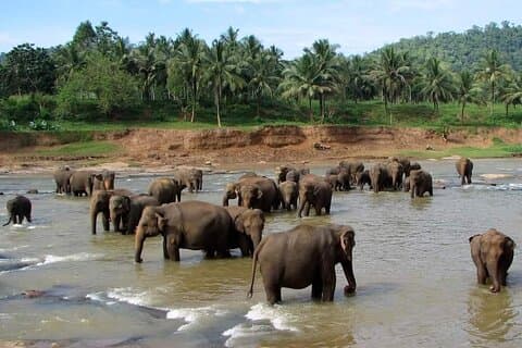 Sri Lanka Tour privado con conductor – Fechas flexibles e itinerario