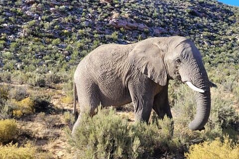 Ganztägige Big Five-Safaritour ab Kapstadt mit Transfers