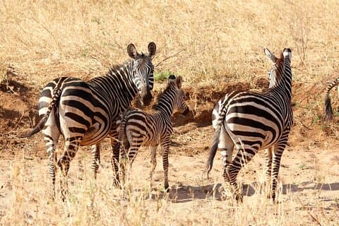 3 dage Amboseli Privat safari