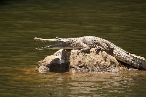 Kuranda Riverboat Sightseeing Cruise