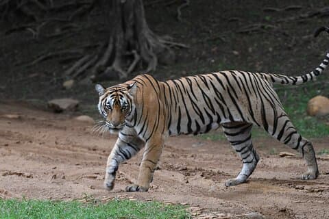 Tour de 4 dias do Triângulo Dourado com Ranthambore Tiger Safari