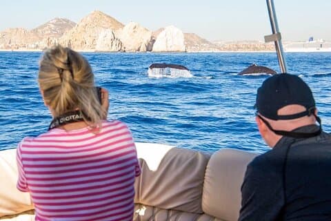 Elite Whale Watching Tour, experiencing Nature!