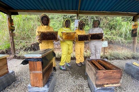 Bee Tour in Medellin
