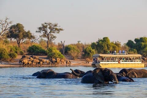 Excursion d'une journée à Chobe au départ de Livingstone