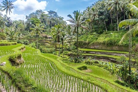 Ubud kultur fuld dagstur