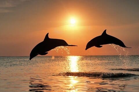 Bali Lovina Dolphin Tour con Sunrice, snorkeling e cascata