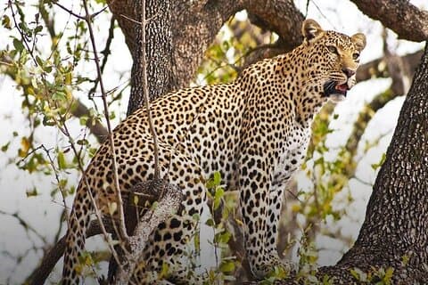 4 dias Chobe Safari Park e Victoria Falls Combo